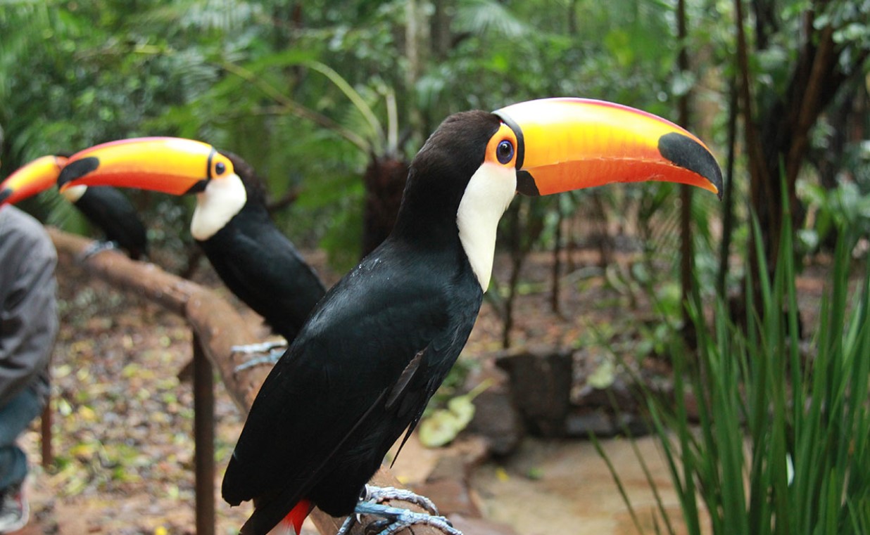 Фос-ду-Игуасу. Парк птиц